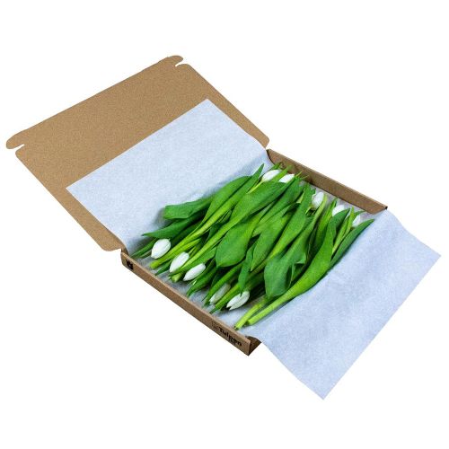 12 tulips in box - Image 2